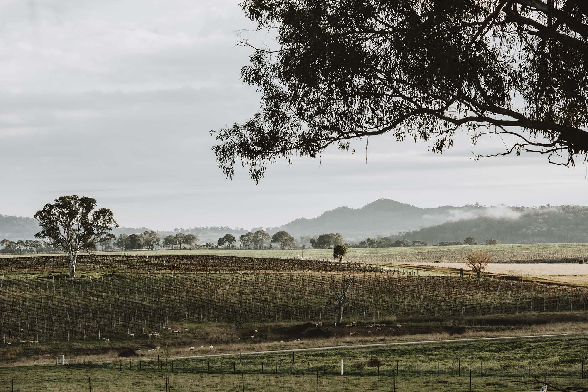 mudgee wineries